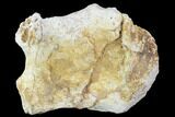 Fossil Synapsid Pelvic Bone Fragment - Texas #107005-1
